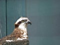 Isolated on blurred background, portrait of wild Osprey, Pandion haliaetus, staring directly at camera. Detail of fish eating bird Royalty Free Stock Photo