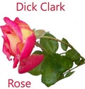 Isolated blush and pink Dick Clark Rose with text label
