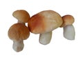 Isolated boletus on white background.