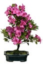 Isolated bonsai rhododendron blooming