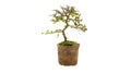 Isolated of Bonsai tree in design pot with small fern on with ba