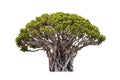 Isolated of bonsai tree on white background and clipping path for ecology decoration website and magazine. Royalty Free Stock Photo