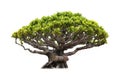 Isolated of bonsai tree on white background and clipping path for ecology decoration website and magazine. Royalty Free Stock Photo