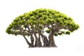 Isolated of bonsai tree on white background and clipping path for ecology decoration website and magazine. Royalty Free Stock Photo
