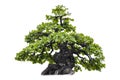 Isolated of bonsai tree on white background and clipping path for ecology decoration website and magazine. Royalty Free Stock Photo