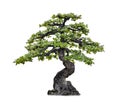 Isolated of bonsai tree on white background and clipping path for ecology decoration website and magazine. Royalty Free Stock Photo