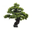 Isolated of bonsai tree on white background and clipping path for ecology decoration website and magazine. Royalty Free Stock Photo