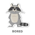 Isolated bored raccoon. Royalty Free Stock Photo