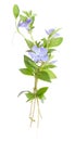 Isolated bouquet of blue flower periwinkle