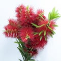 Isolated Bouquet of Red Bottlebrush flowering plant, Callistamon Viminalis Royalty Free Stock Photo