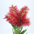 Isolated Bouquet of Red Bottlebrush flowers Royalty Free Stock Photo