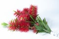 Isolated Bouquet of Red Bottlebrush flowers Royalty Free Stock Photo