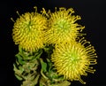 Isolated bouquet of three yellow green protea / pincushion blossoms on black background