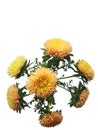 Isolated Bouquet of yellow Asters on white background