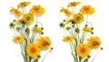 Isolated bouquet of yellow daisy-gerbera