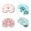 Isolated brain cross section.