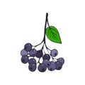 branch of aronia. Bunch of black Rowan. Twig with berries and leaves. Autumn plant