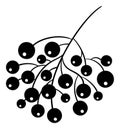 Isolated Branch with Ashberry in Black and White Colours. Vector Rowan