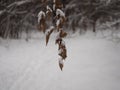 Branch of dry leaves on the background of snow in winter