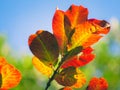 Isolated branch of orange green yellow leafs in a blue sky background Royalty Free Stock Photo