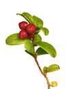 Isolated branch with ripe cowberries Royalty Free Stock Photo
