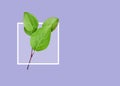 Isolated branch of a tree with green leaves with white frame. Violet background with copy space. No shadows. Collage.