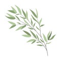 Isolated branch of a willow on a white background. Vector flat object