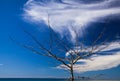 Isolated branches of bare tree on tropical island Ko Lanta against blue sky with white cirrus clouds Royalty Free Stock Photo