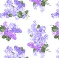 Isolated branches of lilacs on a white background Royalty Free Stock Photo