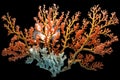 Isolated Branching Corals on Transparent Background, Generative Ai