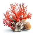 Isolated Branching Corals on white Background. AI