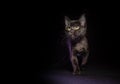 Isolated bright green eyed black cat puppy walking on black background