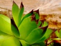 Isolated bright green succulent plant closeup detail with blurred background Royalty Free Stock Photo