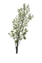 Isolated Bright green tree on a white background with clipping path Royalty Free Stock Photo