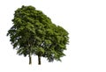 Isolated Bright green tree on a white background with clipping path Royalty Free Stock Photo