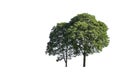 Isolated Bright green tree on a white background with clipping path Royalty Free Stock Photo