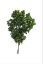 Isolated Bright green tree on a white background with clipping path Royalty Free Stock Photo