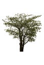 Isolated Bright green tree or Wrightia religiosa on a white background with clipping path Royalty Free Stock Photo