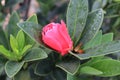 Isolated bright pink camelia japonica flower fresh after the rain Royalty Free Stock Photo