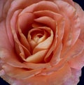 pink orange rose blossom with water droplets, blue background, color fine art still life image of a single bloom Royalty Free Stock Photo