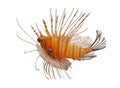Isolated bright tropical lion fish on white background Royalty Free Stock Photo