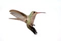 Isolated Broad-billed Hummingbird Royalty Free Stock Photo