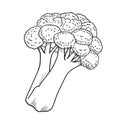 Isolated broccoli-Vector Hand drawn Illustration Royalty Free Stock Photo