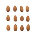 Isolated brown almond kernels in rows