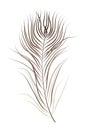 Isolated Brown Bird Feather Illustration