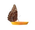 Isolated Brown Butterfly on Fresh Orange Slice at Montreal Insectarium