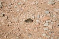 Isolated brown butterfly on the ground Royalty Free Stock Photo