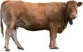 Isolated brown cow, white background Royalty Free Stock Photo