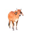 Isolated brown cow on the white background Royalty Free Stock Photo