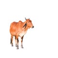 Isolated brown cow on the white background Royalty Free Stock Photo
